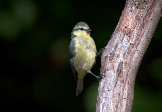 Wildlife