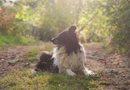Sjoerd